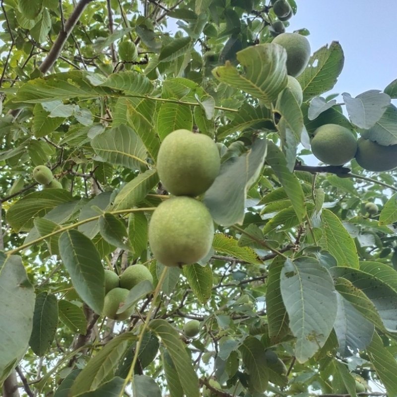 清香核桃大量上市量大从优欢迎前来咨询选购