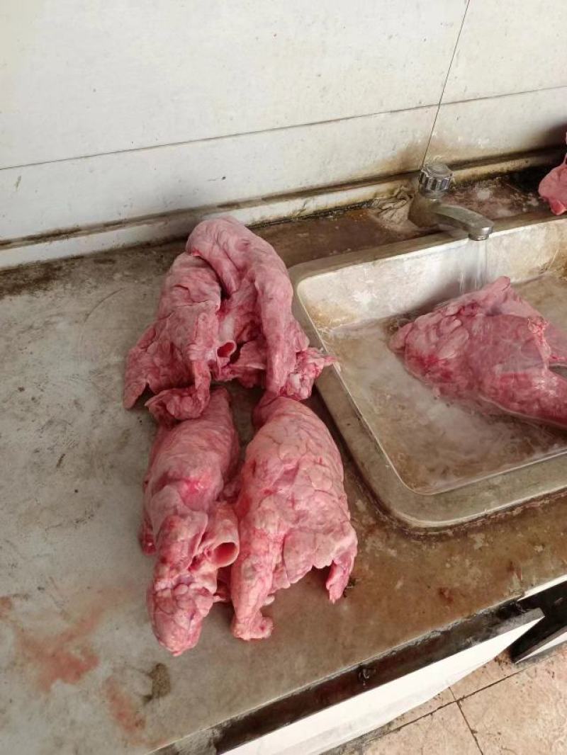 出售食品级猪肺，带气管
