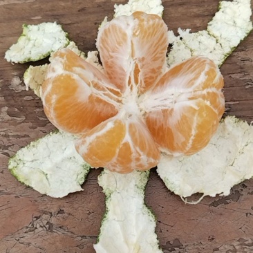 云南高山蜜橘早熟蜜橘