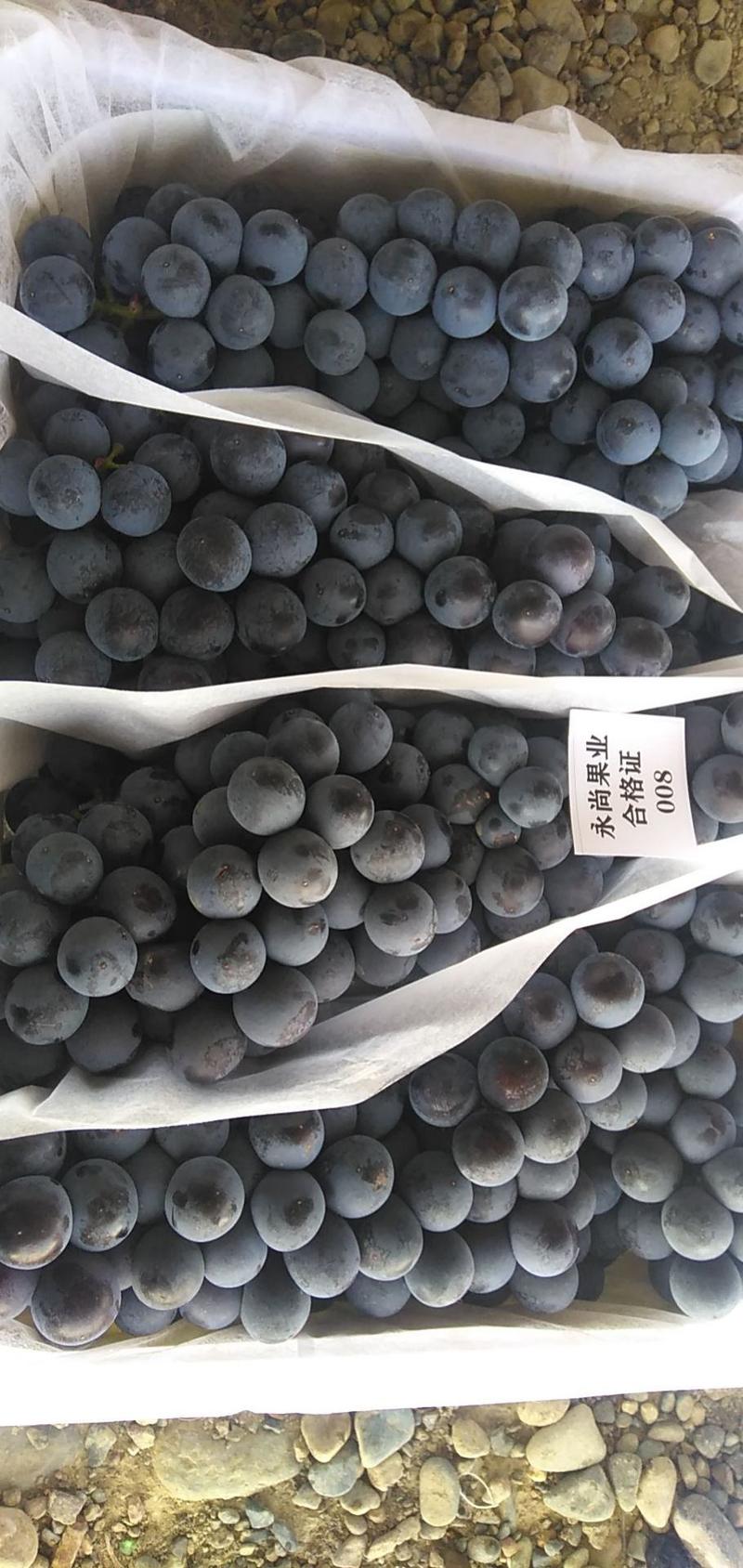 大美新疆的夏黒葡萄以大比量的下来了口感超好希望大家多多订