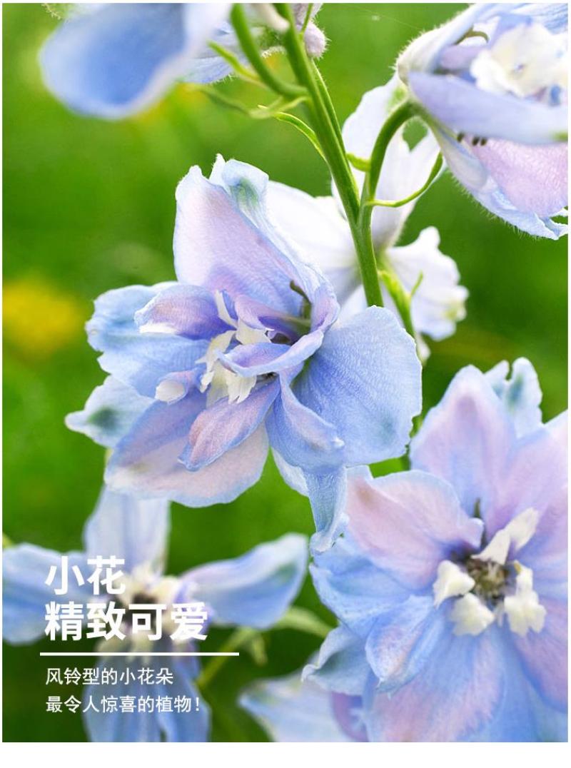 大花飞燕草四季易种活室外庭院秋天花种子春秋播花卉种子