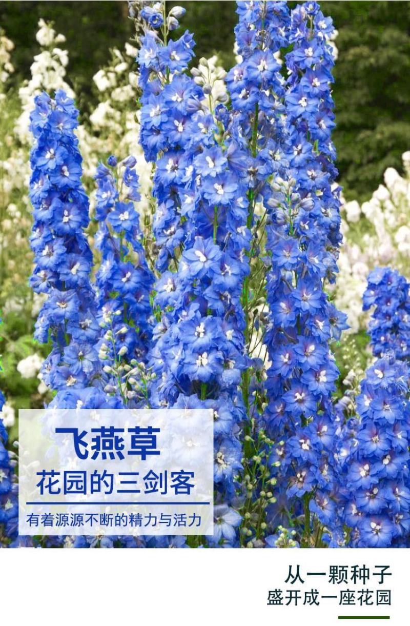 大花飞燕草四季易种活室外庭院秋天花种子春秋播花卉种子