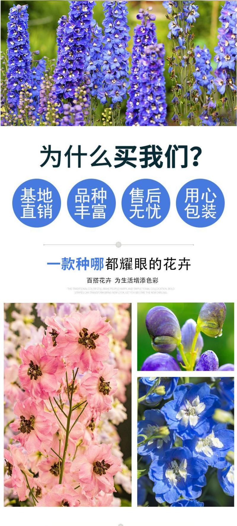 大花飞燕草四季易种活室外庭院秋天花种子春秋播花卉种子