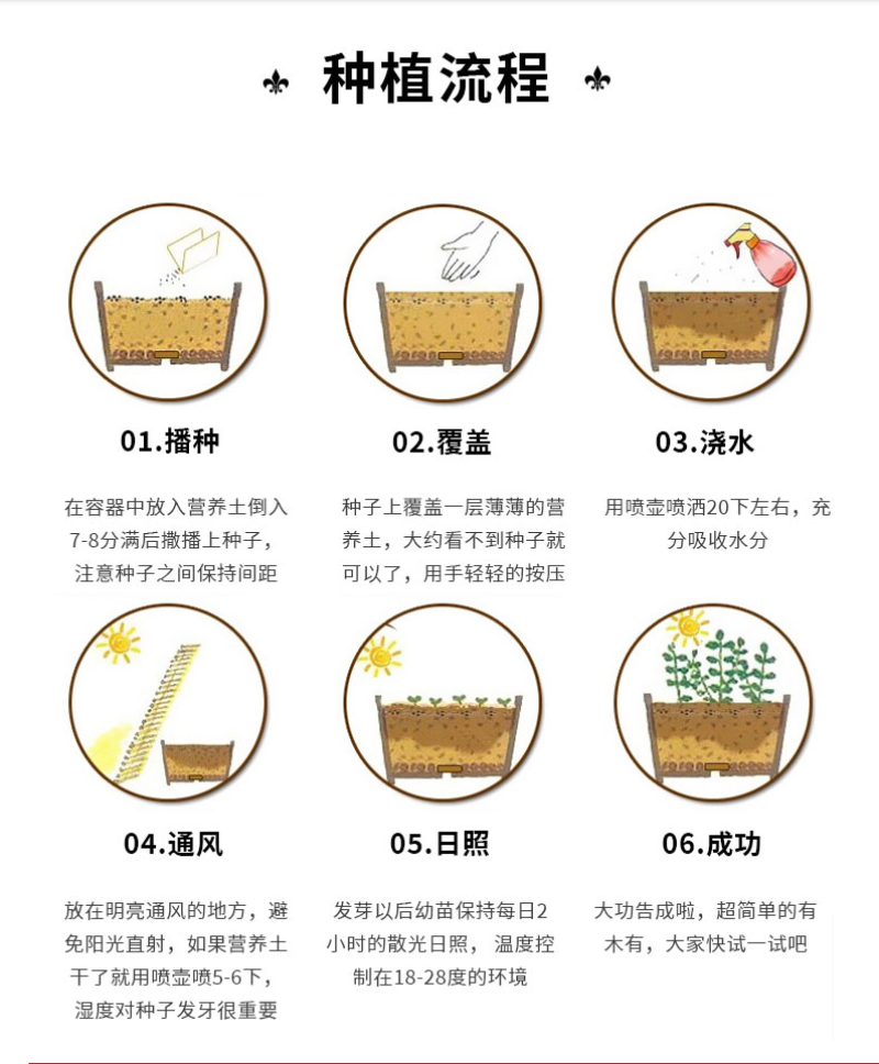 大花飞燕草四季易种活室外庭院秋天花种子春秋播花卉种子