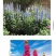 大花飞燕草四季易种活室外庭院秋天花种子春秋播花卉种子