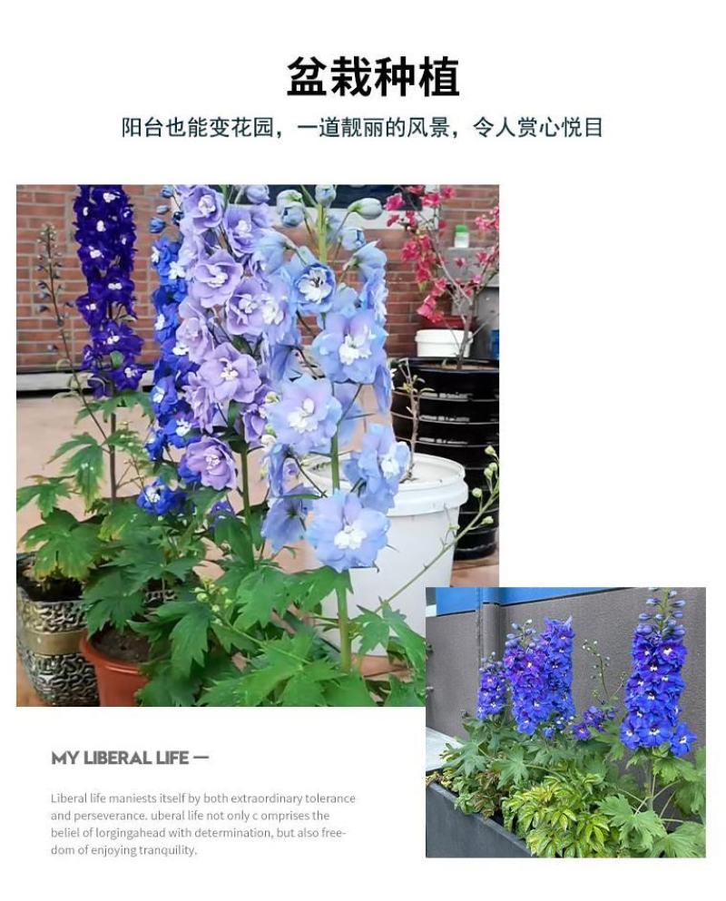 大花飞燕草四季易种活室外庭院秋天花种子春秋播花卉种子