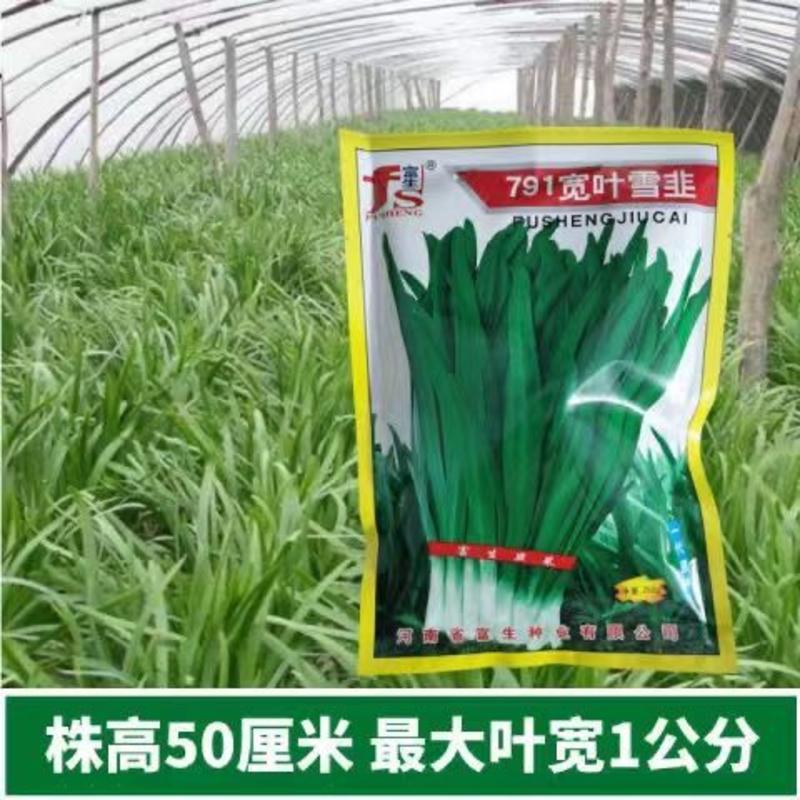 富生791宽叶雪韭韭菜种子，株高50厘米以上，宽1公分