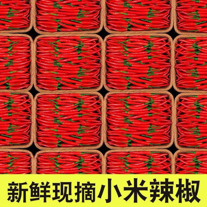 天香米椒质量保证基地供应电商商超市场直发