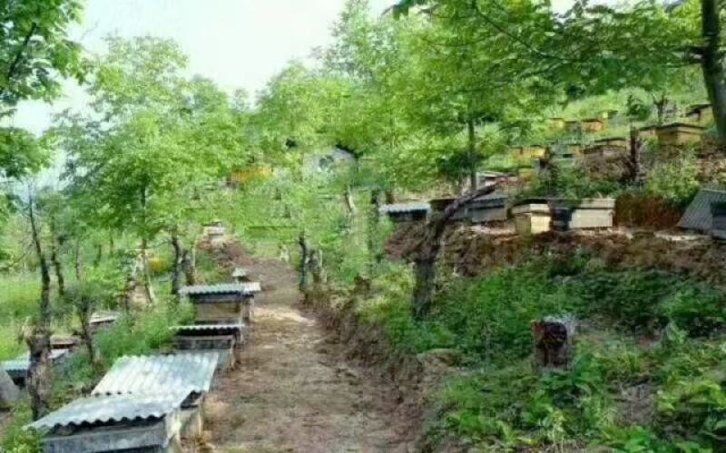 秦岭深山土蜂蜜