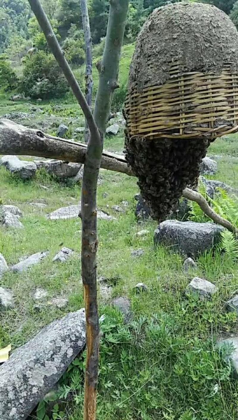 秦岭深山土蜂蜜