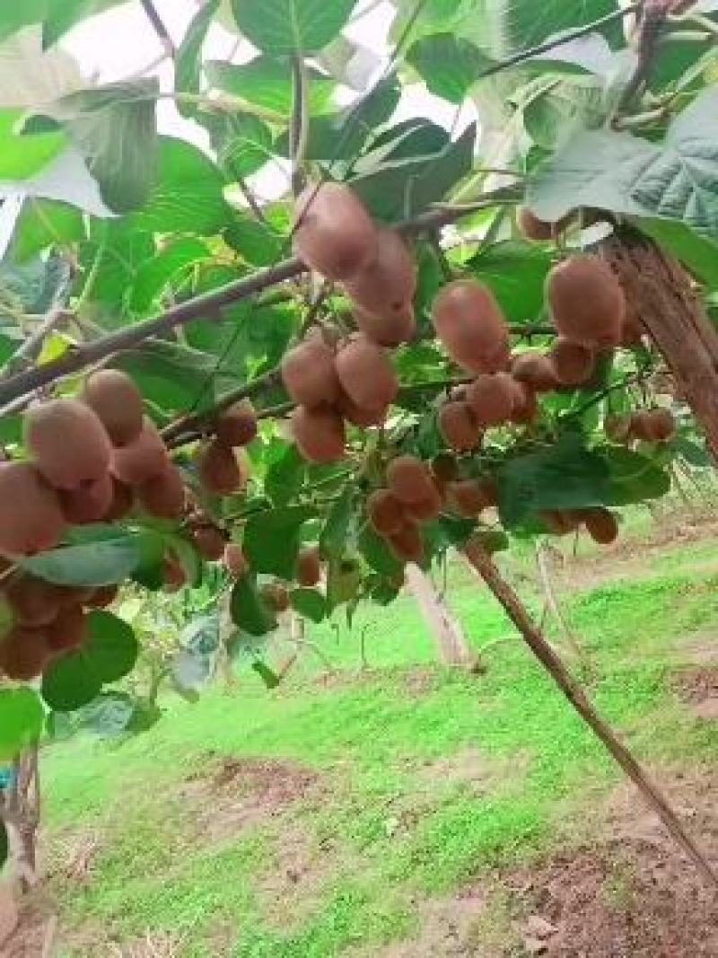 陕西猕猴桃徐香猕猴桃种植基地大量鲜果供应中
