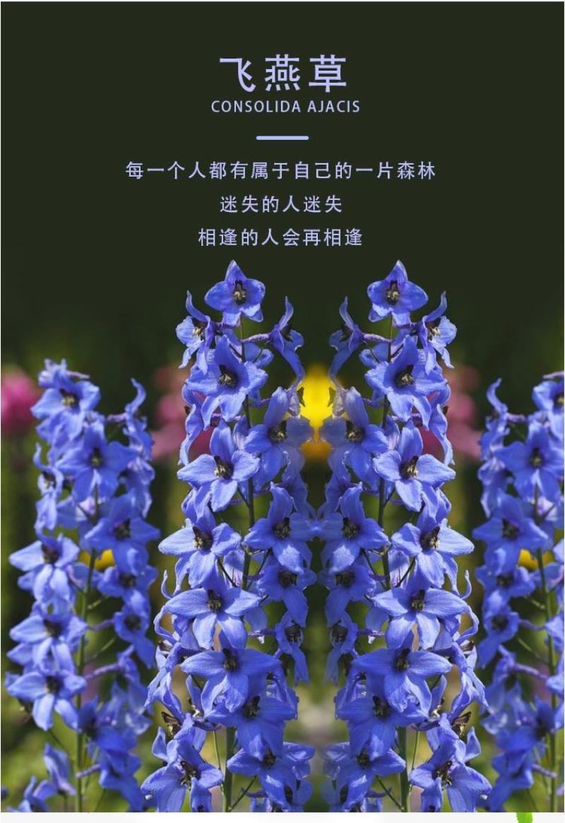 飞燕草种子春秋播种室外庭院花海景观耐寒花卉花籽
