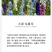 飞燕草种子春秋播种室外庭院花海景观耐寒花卉花籽