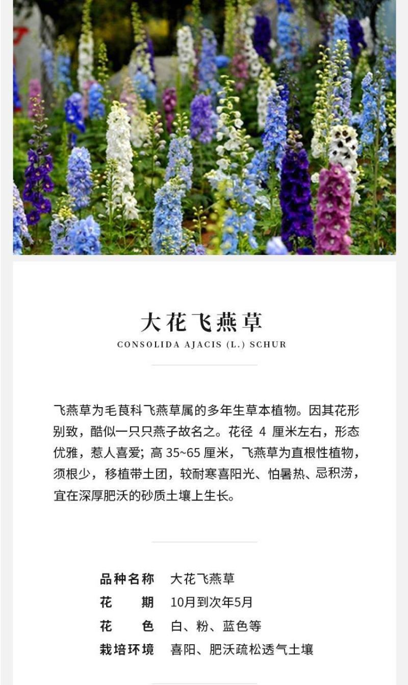 飞燕草种子春秋播种室外庭院花海景观耐寒花卉花籽