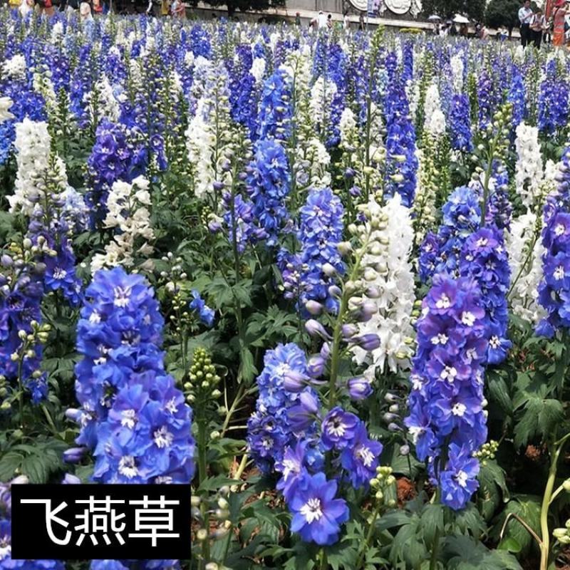 飞燕草种子春秋播种室外庭院花海景观耐寒花卉花籽