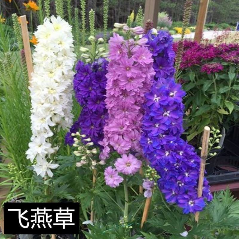 飞燕草种子春秋播种室外庭院花海景观耐寒花卉花籽