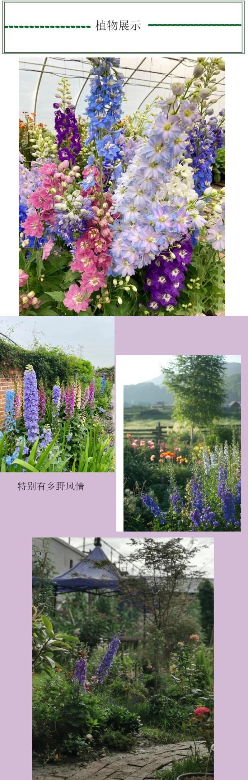 飞燕草种子春秋播种室外庭院花海景观耐寒花卉花籽