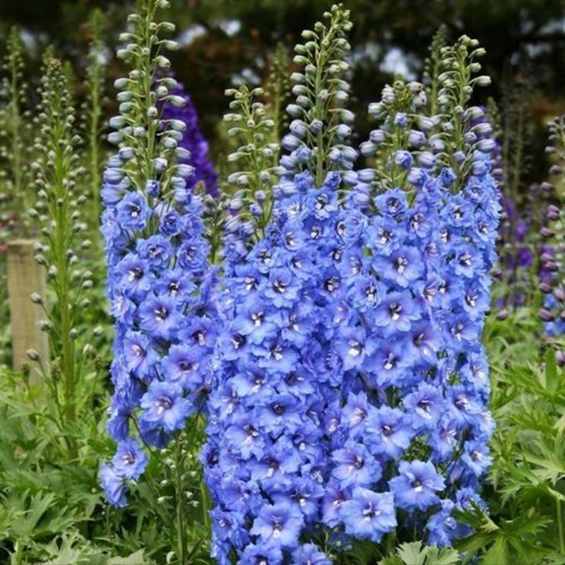 飞燕草种子春秋播种室外庭院花海景观耐寒花卉花籽