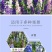 飞燕草种子春秋播种室外庭院花海景观耐寒花卉花籽