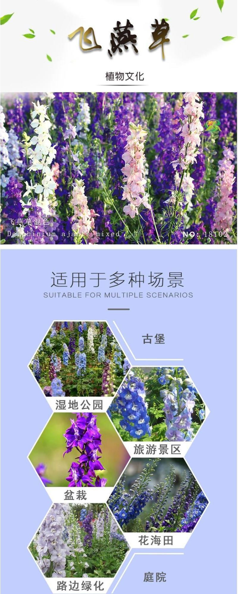 飞燕草种子春秋播种室外庭院花海景观耐寒花卉花籽