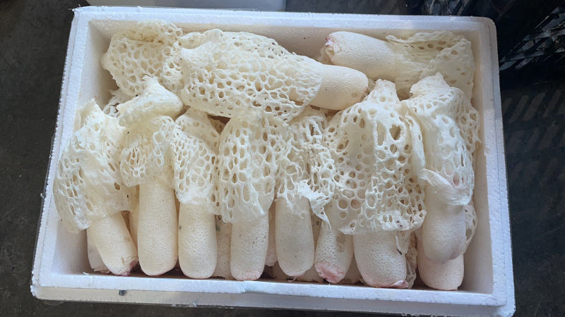 食用菌，贵州山珍，贵州红托竹荪鲜品竹荪鲜品，