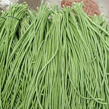 【实力】精品长豆角，白条豆角，一手货源，全国发货，保证质量