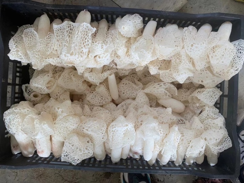 食用菌，贵州山珍，贵州红托竹荪鲜品竹荪鲜品，