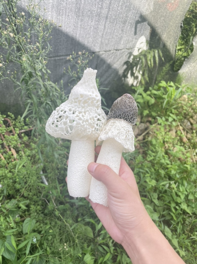 食用菌，贵州山珍，贵州红托竹荪鲜品竹荪鲜品，