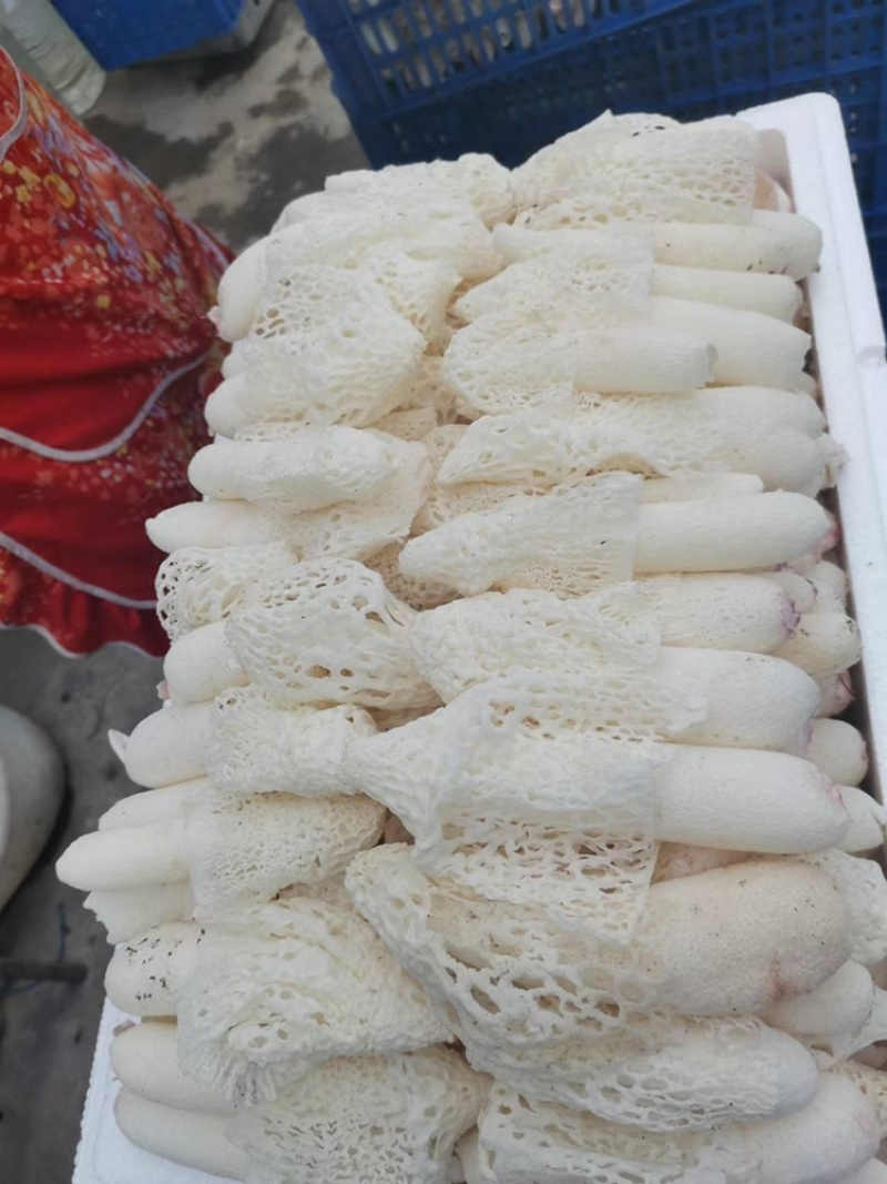 食用菌，贵州山珍，贵州红托竹荪鲜品竹荪鲜品，