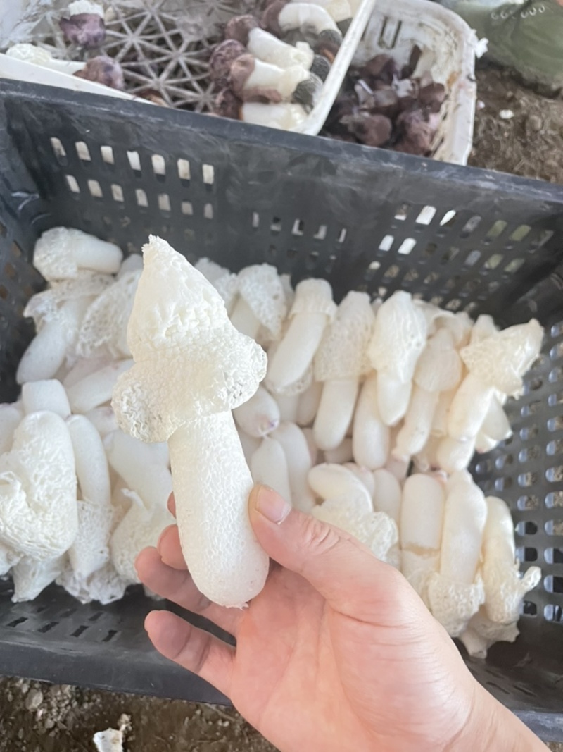 食用菌，贵州山珍，贵州红托竹荪鲜品竹荪鲜品，