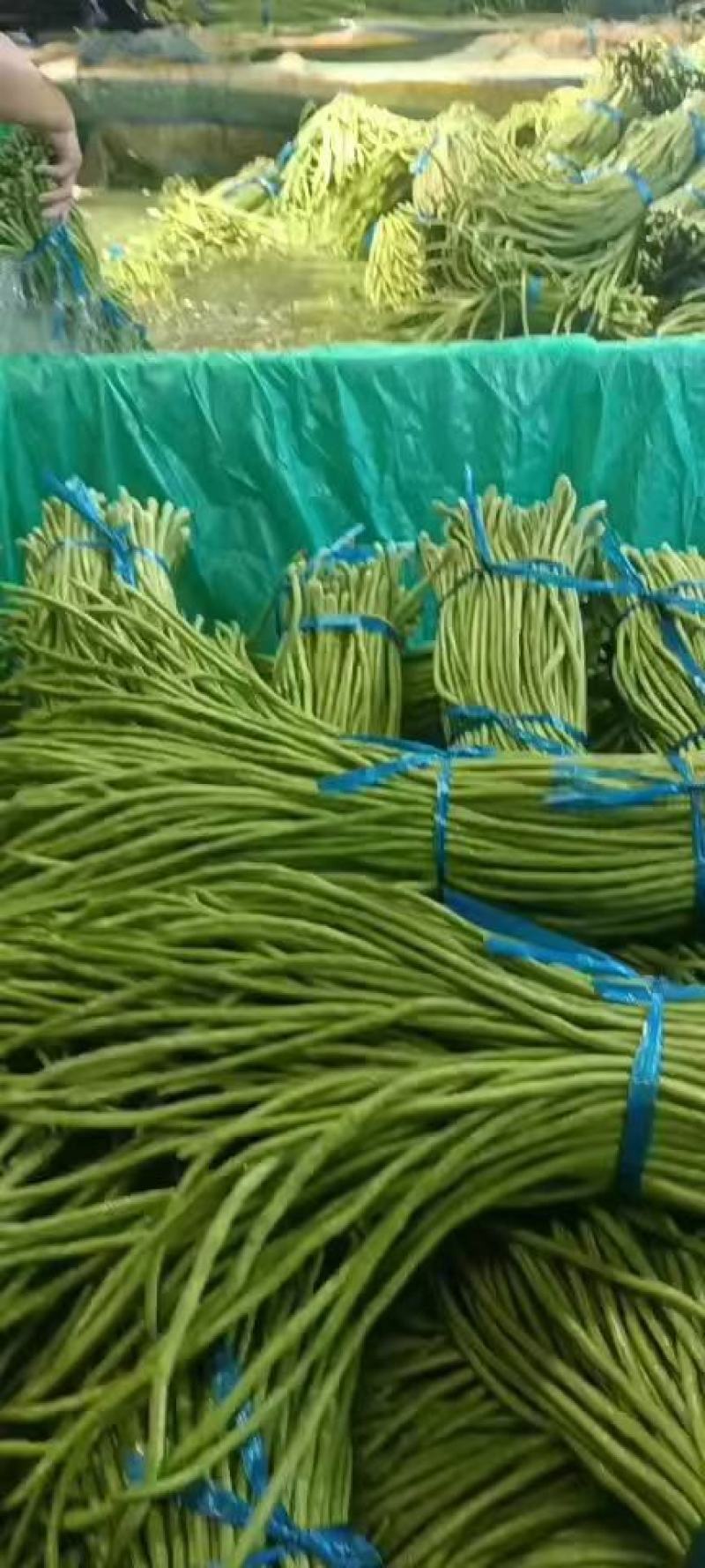 【实力】精品长豆角，白条豆角，一手货源，全国发货，保证质量