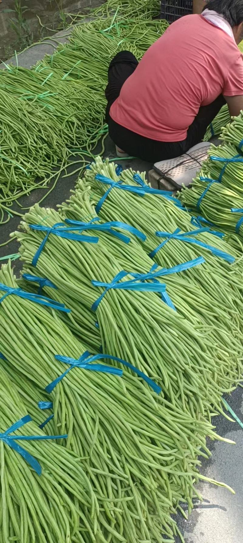 【实力】精品长豆角，白条豆角，一手货源，全国发货，保证质量