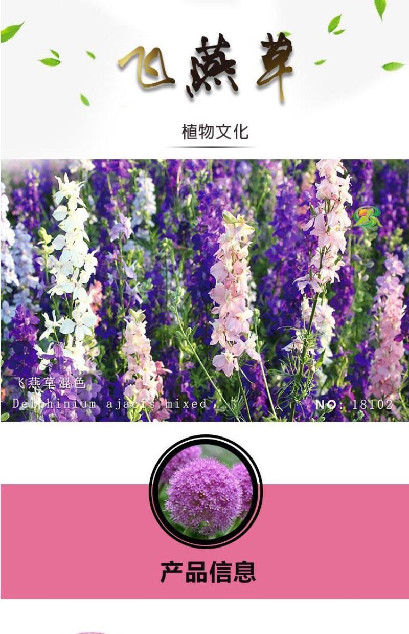 大花飞燕草种子多年生花卉耐寒千鸟草花阳台盆栽景观切花种子