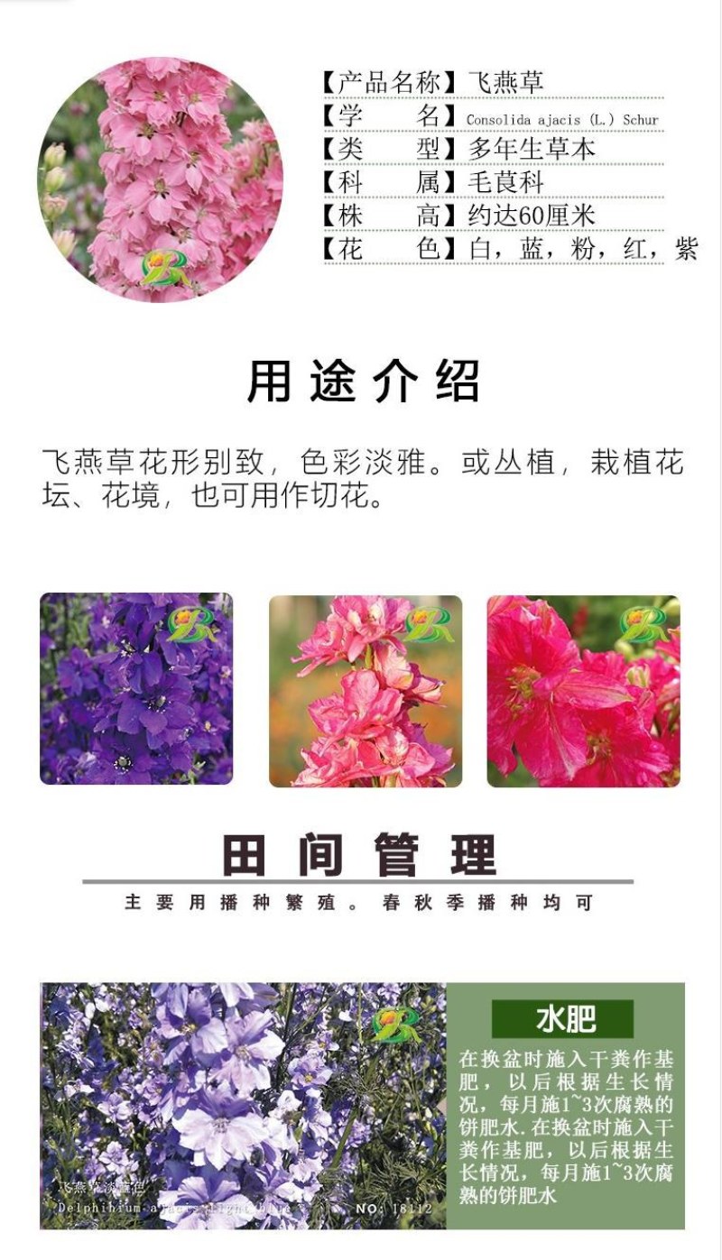 大花飞燕草种子多年生花卉耐寒千鸟草花阳台盆栽景观切花种子