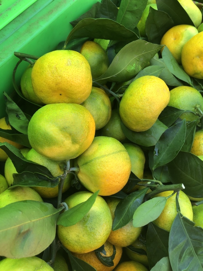 特早蜜桔量大果优