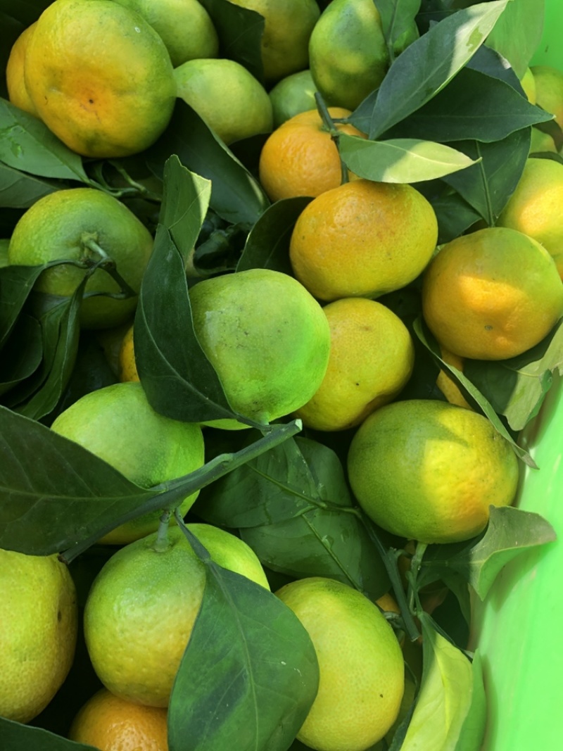 特早蜜桔量大果优