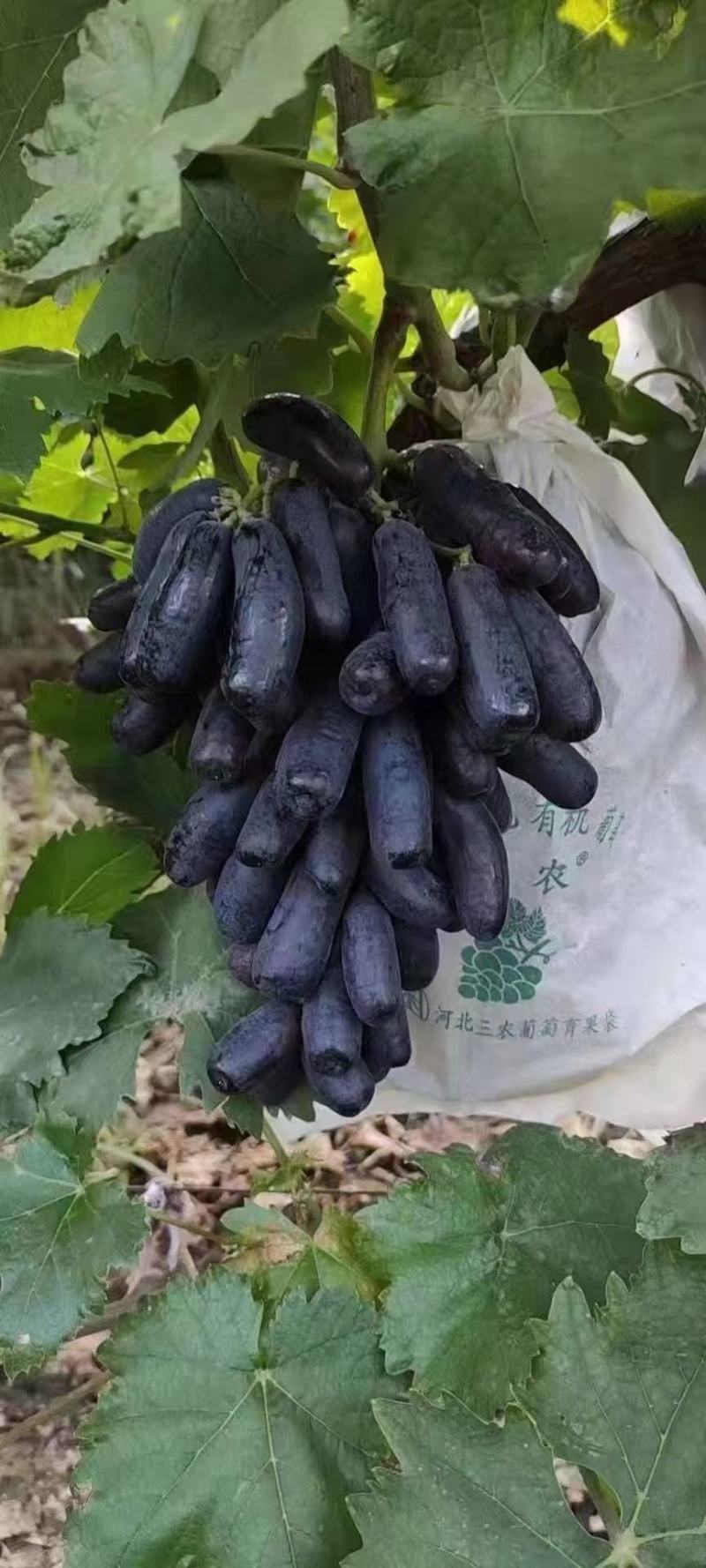 蓝宝石葡萄，子弹葡萄，脆甜可口，赏心悦目！海量供应
