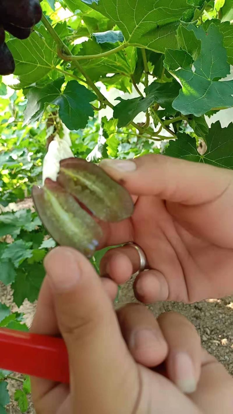 蓝宝石葡萄，子弹葡萄，脆甜可口，赏心悦目！海量供应