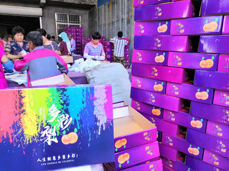 新鲜秋月梨南水梨，3000亩大基地！品质统一稳定！集采