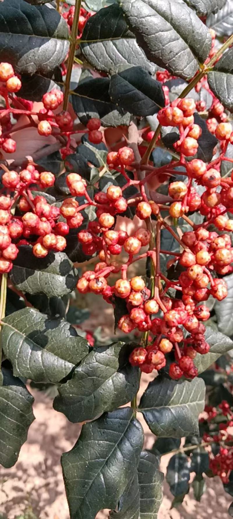 花椒22年新品伏花椒