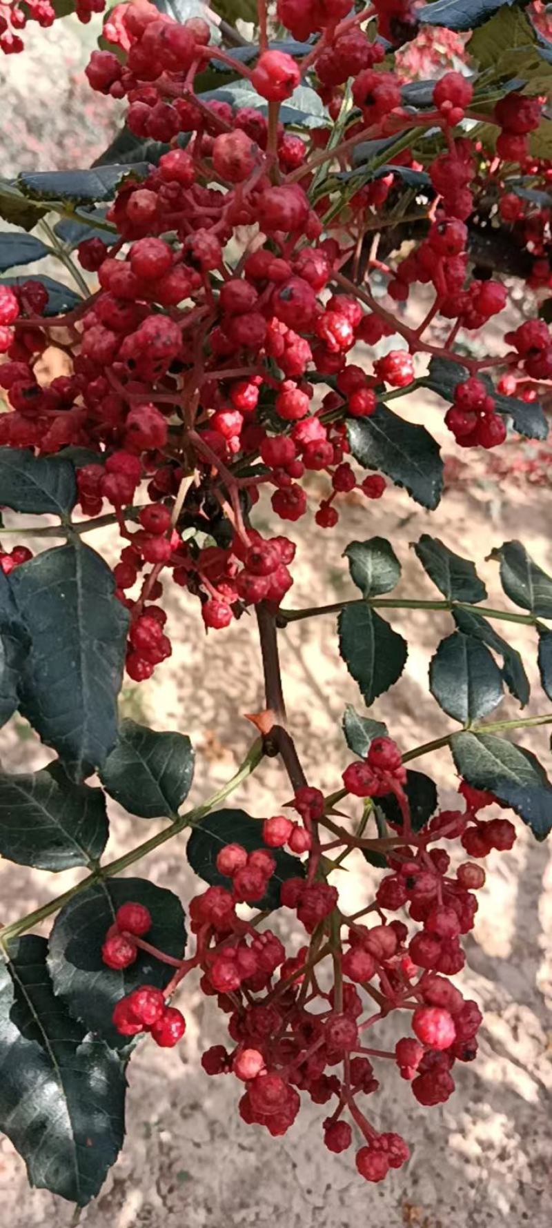 花椒22年新品伏花椒