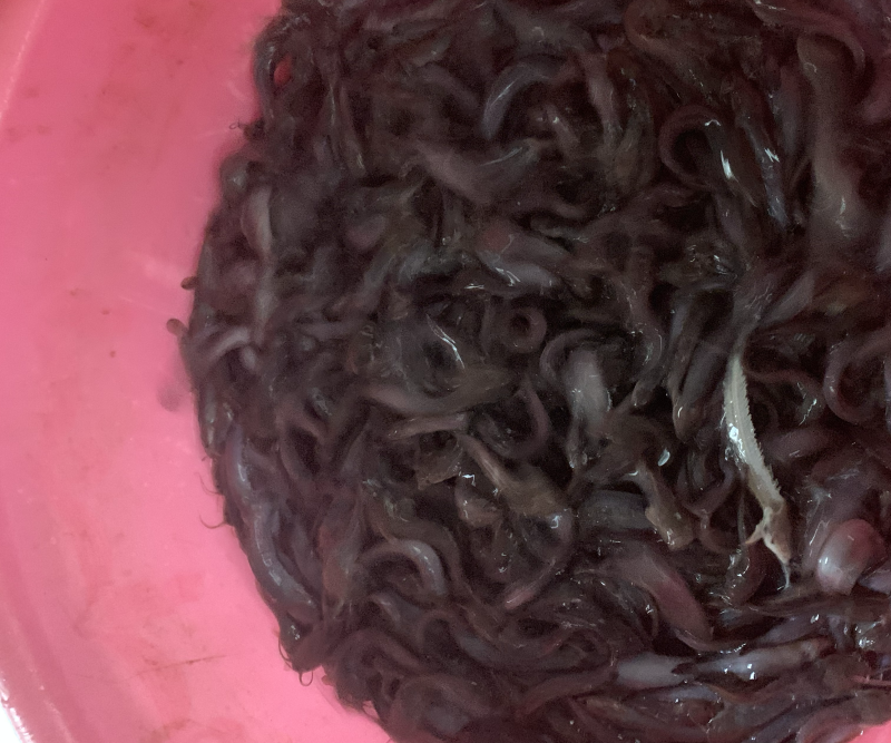 塘角鱼苗，三黄塘角鱼，规格齐全，品质优良养殖周期短。