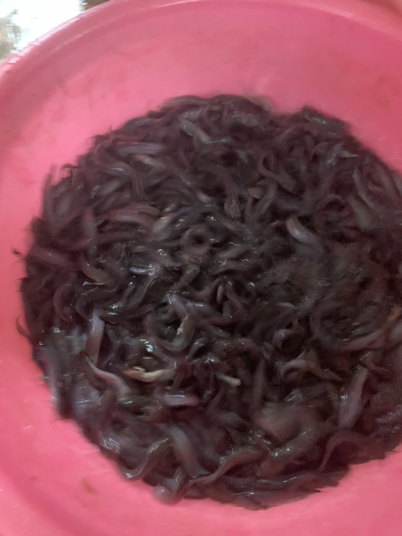 塘角鱼苗，三黄塘角鱼，规格齐全，品质优良养殖周期短。