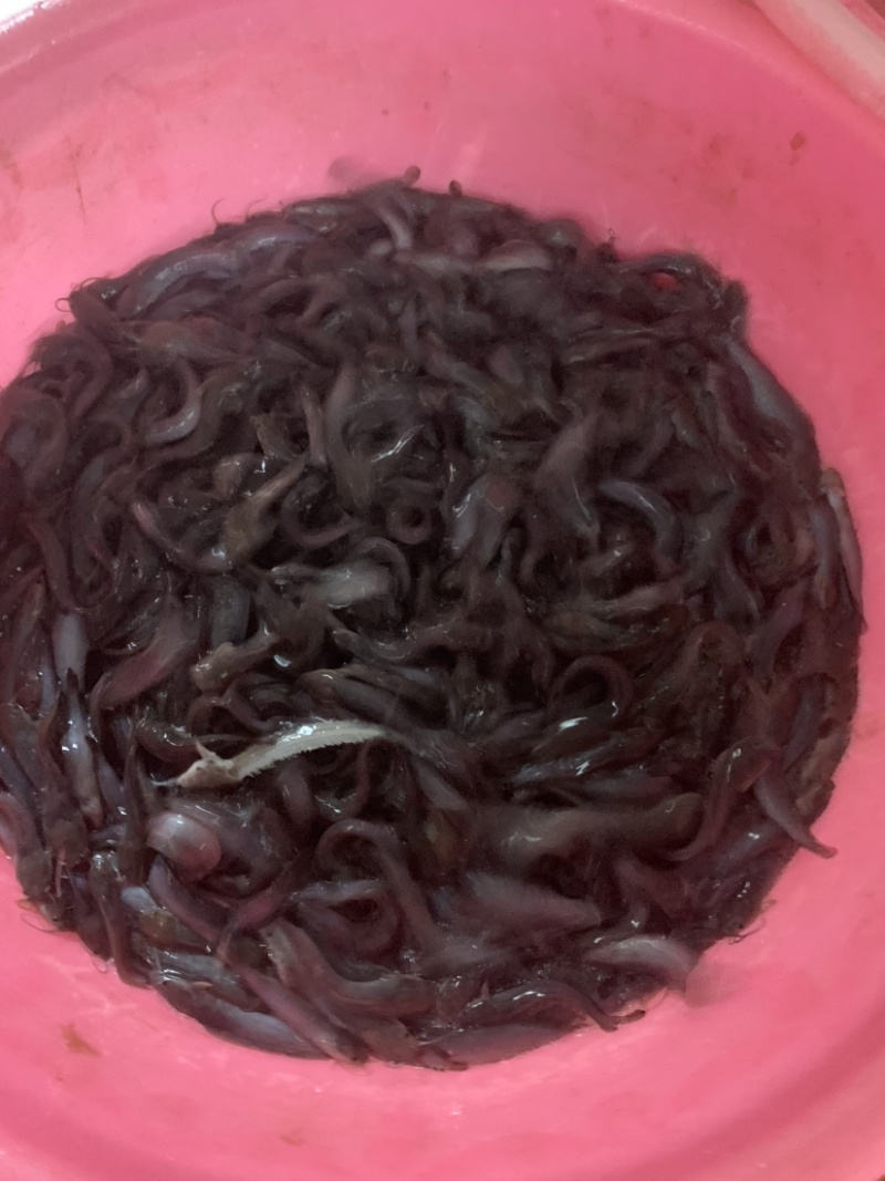 塘角鱼苗，三黄塘角鱼，规格齐全，品质优良养殖周期短。