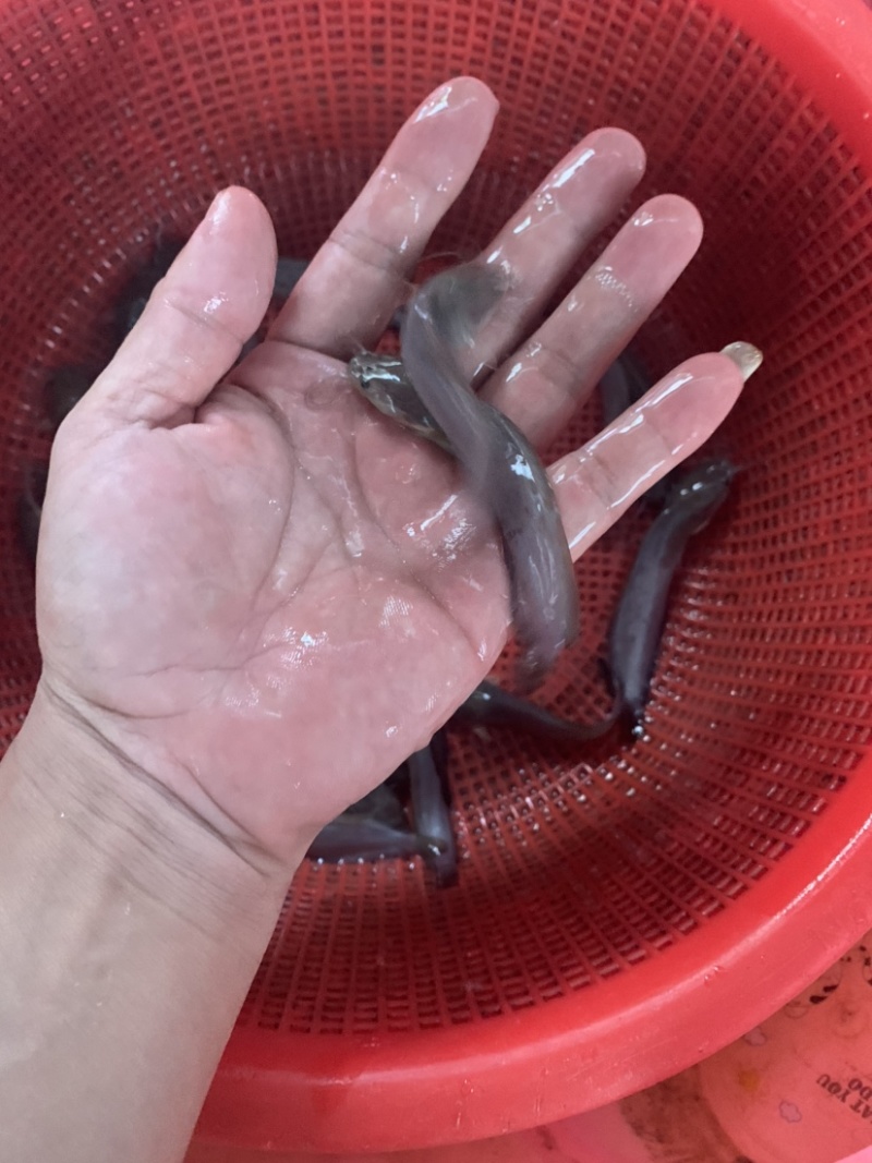 塘角鱼苗，三黄塘角鱼，规格齐全，品质优良养殖周期短。