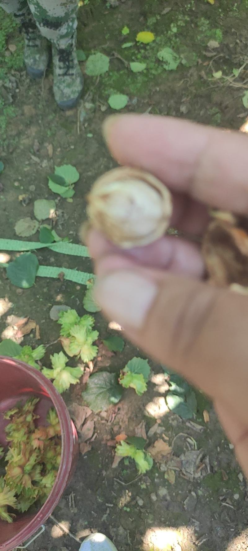 辽宁海城的青皮达维大榛子，个头大，皮毛干净，没虫，瓤子满