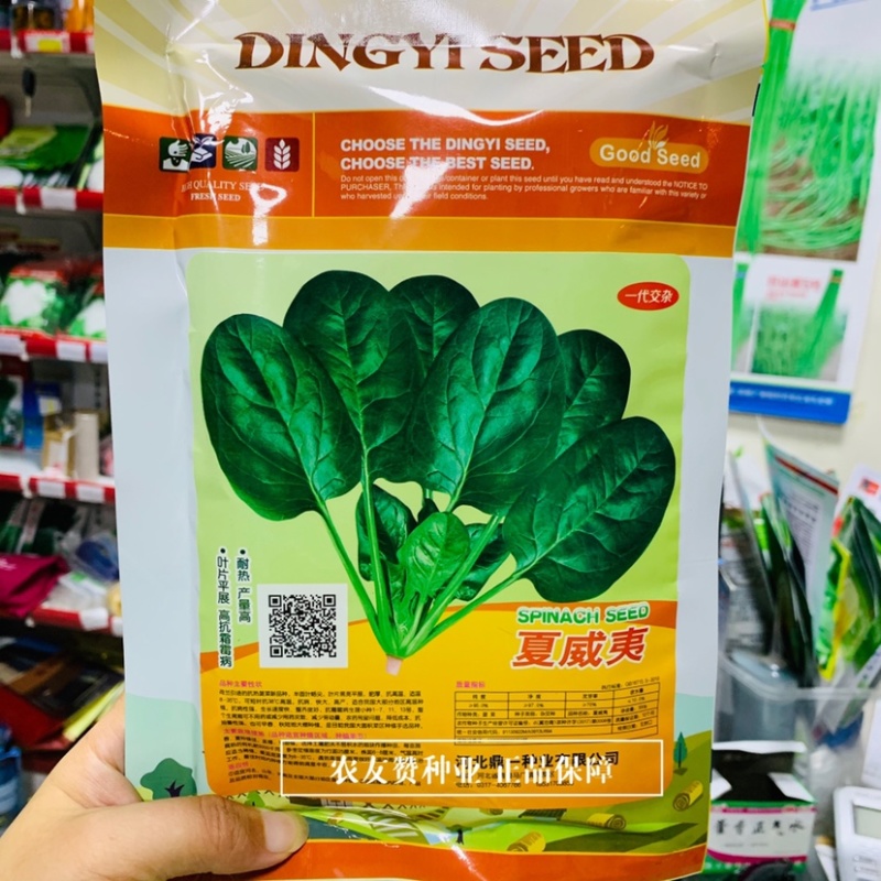 荷兰引进抗热菠菜种子夏威夷菠菜种籽适温8-35度，抗病