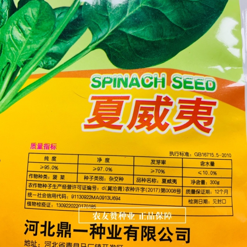 荷兰引进抗热菠菜种子夏威夷菠菜种籽适温8-35度，抗病