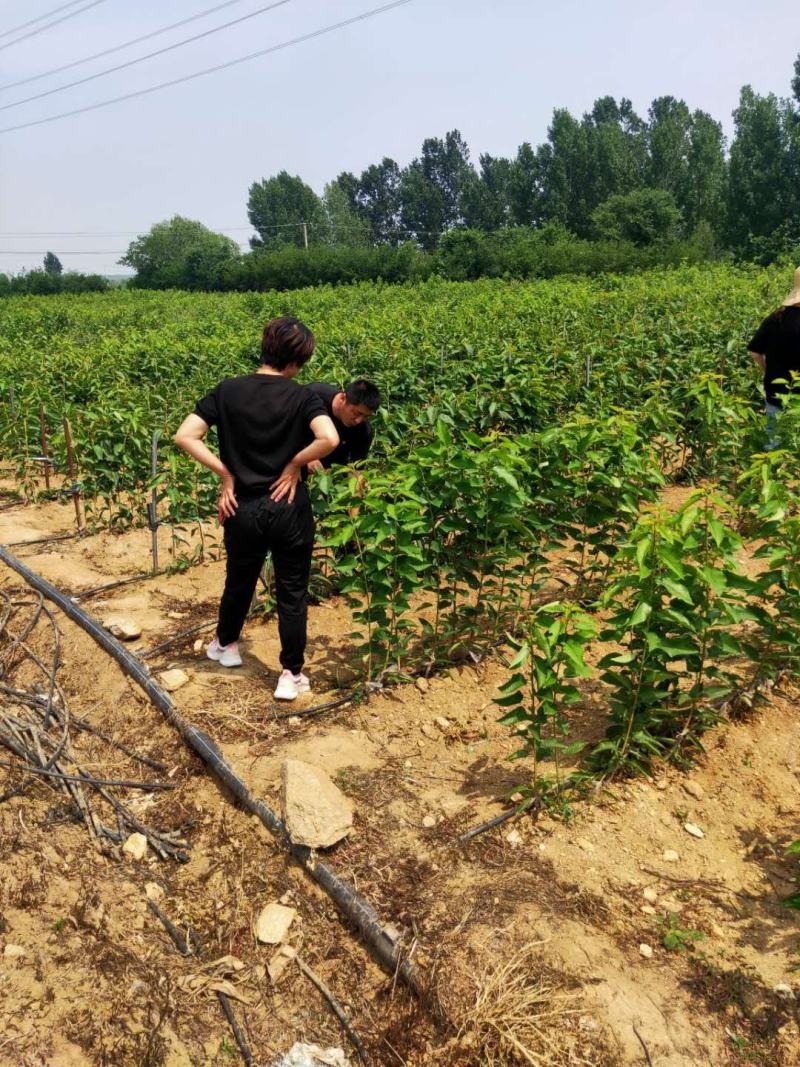 特早熟樱桃苗楷模，齐早樱桃苗火箭樱桃苗