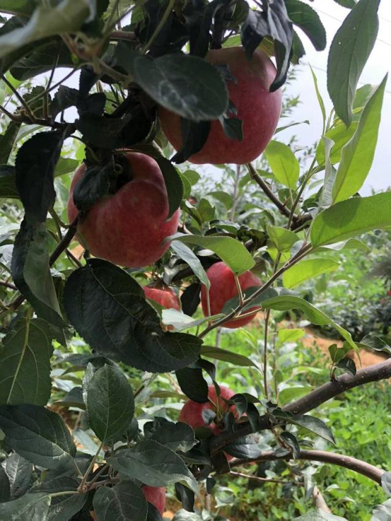 鲁力苹果大量现货，价格便宜，可以下树，需要的跟我联系，